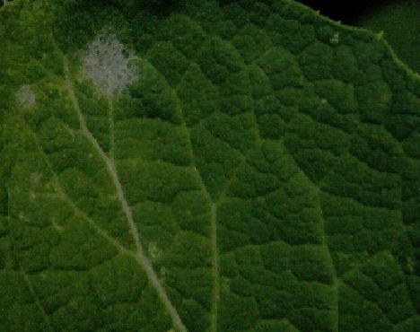 ゴマの葉に白い粉の様な斑点が出来る病気