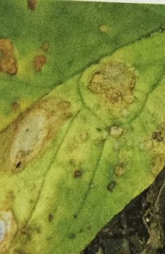 ホウレンソウの葉に水が染みたような病斑が出る病気