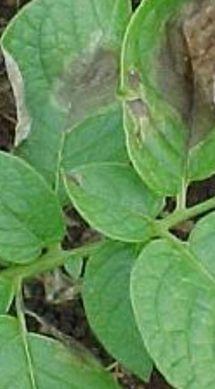 ジャガイモの葉や茎に茶褐色の水染みのような病斑が出る病気