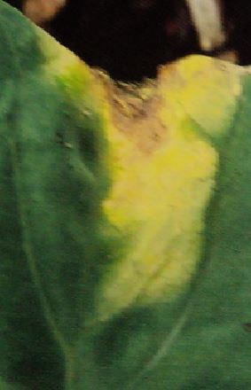 カリフラワーの葉の縁に灰白色や黄色のV字型の病斑が出る「黒腐病」