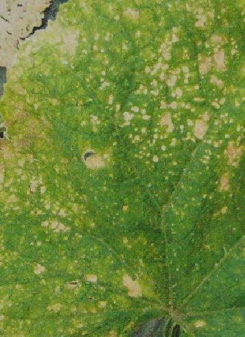 メロンの葉に水で染みたような病斑が淡い黄色の病斑になって拡がる斑点細菌病