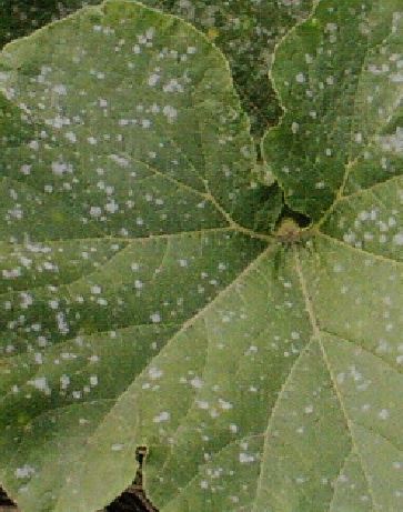 胡瓜（キュウリ）の葉に白い粉の様な斑点が出来る病気