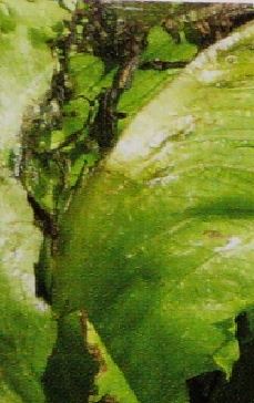 玉レタスの葉に褐色の病斑が出る病気