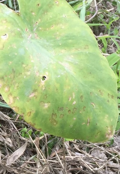 サトイモの葉に褐色の水染みに似た斑点が出来る病気