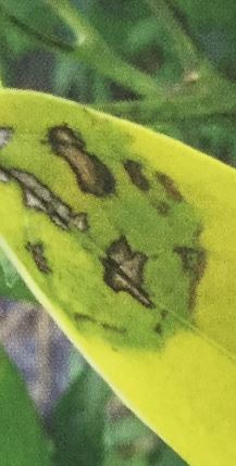 シシトウの葉に黄色や茶色・褐色の病斑が出る病気