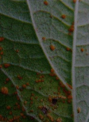 シソの葉に褐色の水染みに似た斑点が出来る病気