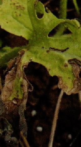 葉の縁に褐色で不整形の病斑が出る病気