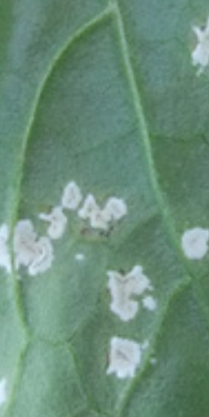 漬け菜の葉に白色の綿のような病斑が出来る病気