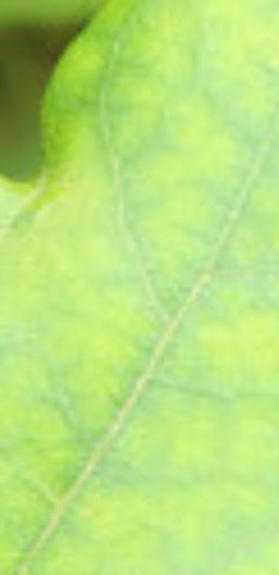 ヤマノイモの葉にモザイク模様が出来る病気