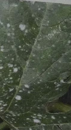 ズッキーニの葉にうどん粉をまぶした様な白色の粉（カビ）が生える病気