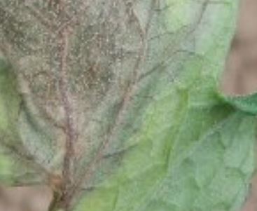 葉の表面に灰色（白色）カビが生える症状