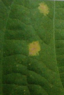 エダマメの葉に黄色の斑点がある病気