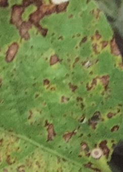 エダマメの葉に小さな茶色の斑点が出来る病気