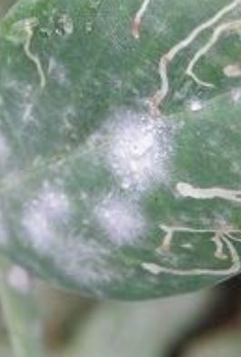 エンドウ（キヌサヤ）の葉に白い粉が付く病気