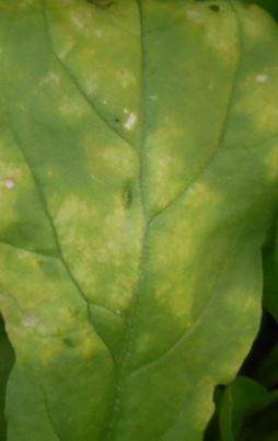 ホウレンソウの葉に黄色と緑色のモザイク模様が出る病気