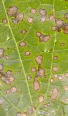 カボチャの葉に濃い茶褐色の病斑・果実の表面に褐色の症状が出る炭疽病
