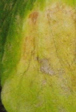 サヤエンドウ（キヌサヤ）の葉が黄色や褐色に枯れる褐斑病