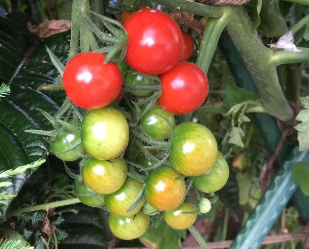 トマト（ミニトマト）の害虫の種類と駆除