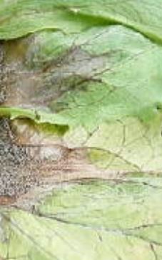 リーフレタスの葉が灰色になる病気