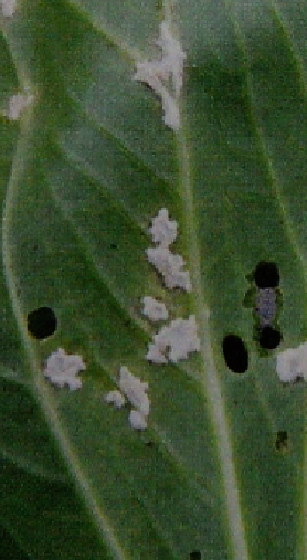 チンゲンサイの葉に白色の綿のような病斑が出来る病気