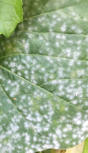 冬瓜（トウガン）の葉に白い粉の様な斑点が出来る病気